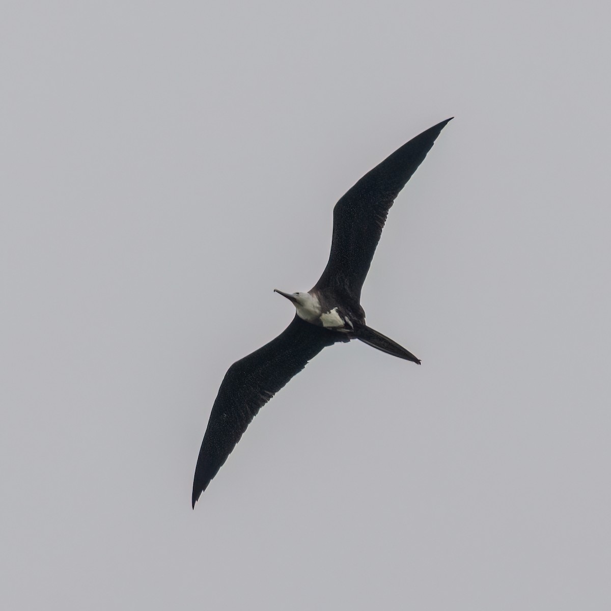 Muhteşem Fregatkuşu - ML638691994