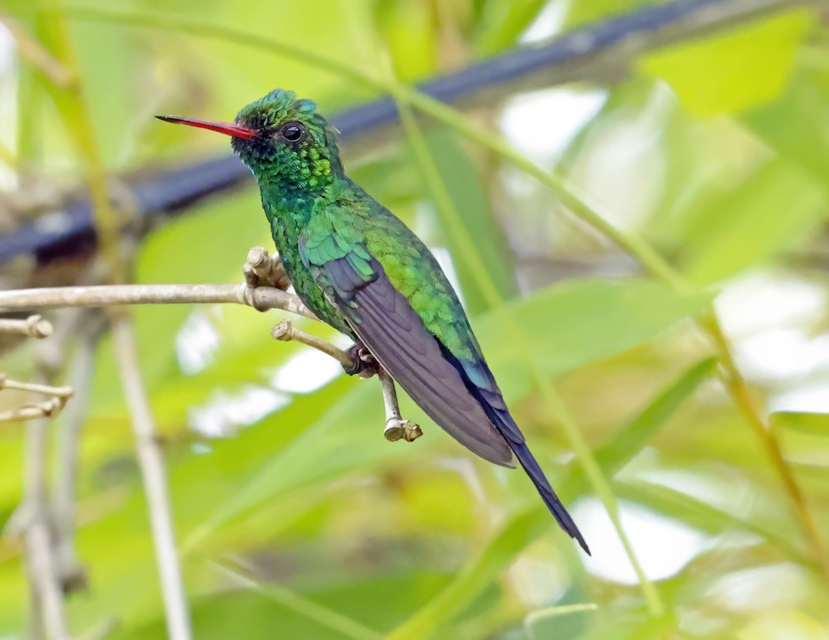 Cozumel Emerald - ML638691996