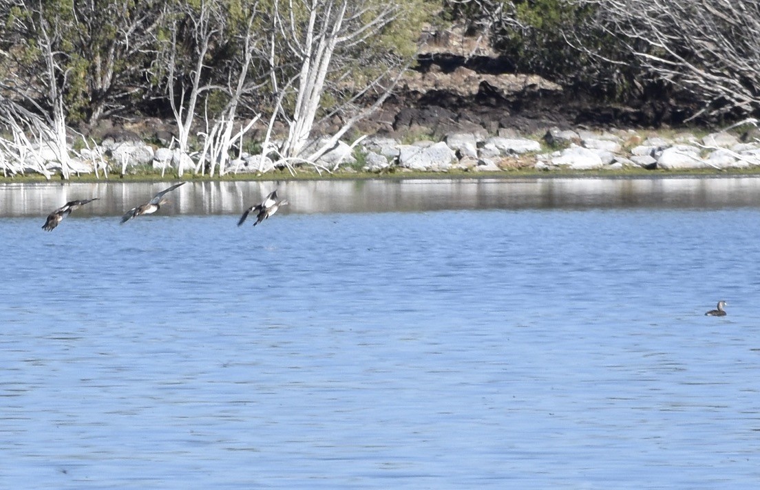 Gadwall - ML638692003