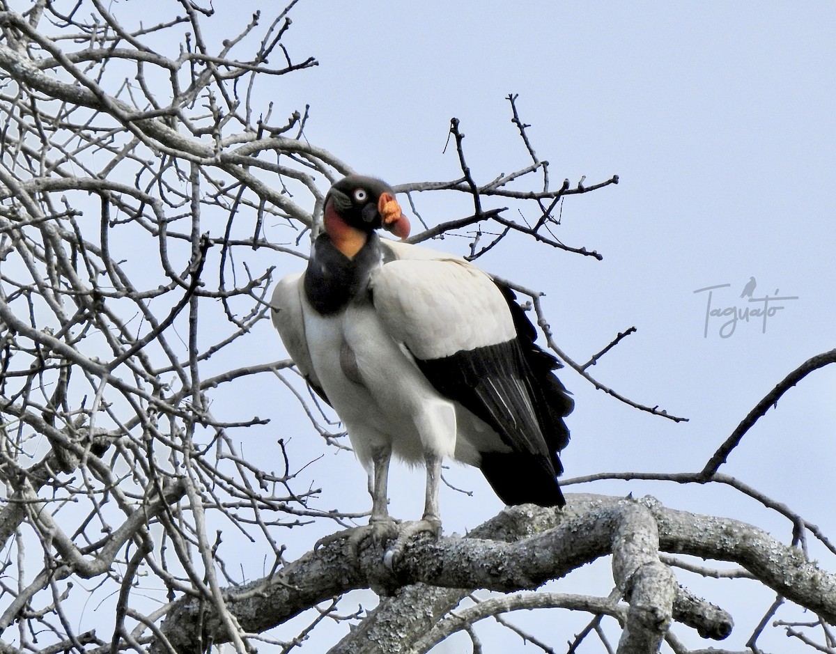 King Vulture - ML638692012