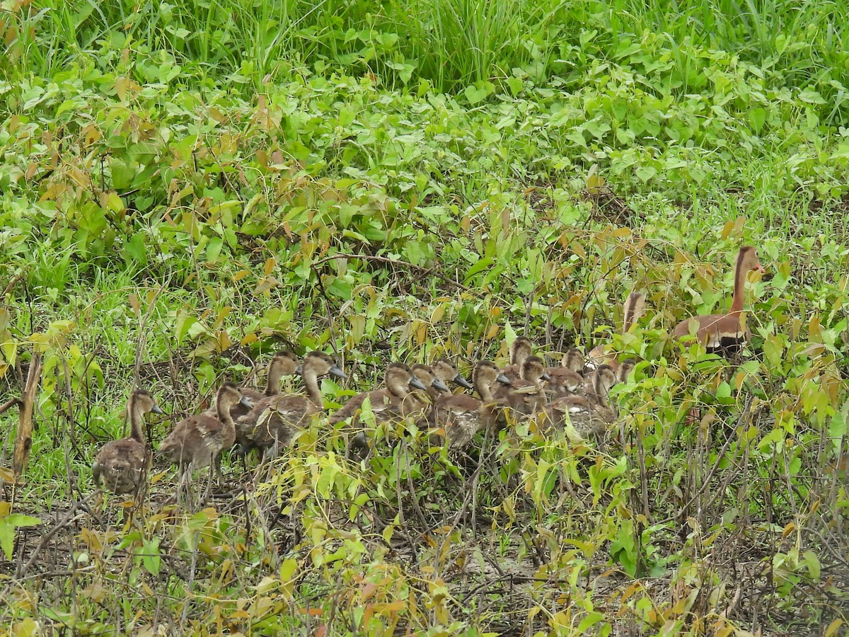 Black-bellied Whistling-Duck - ML638692014