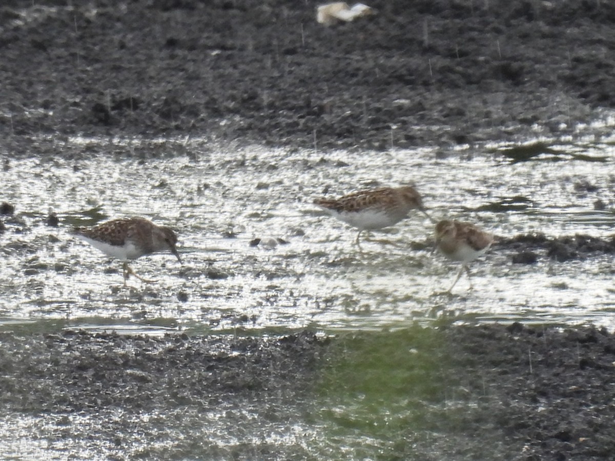 Least Sandpiper - ML638692023