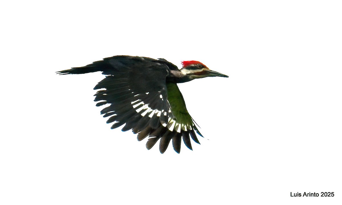 Pileated Woodpecker - ML638692028