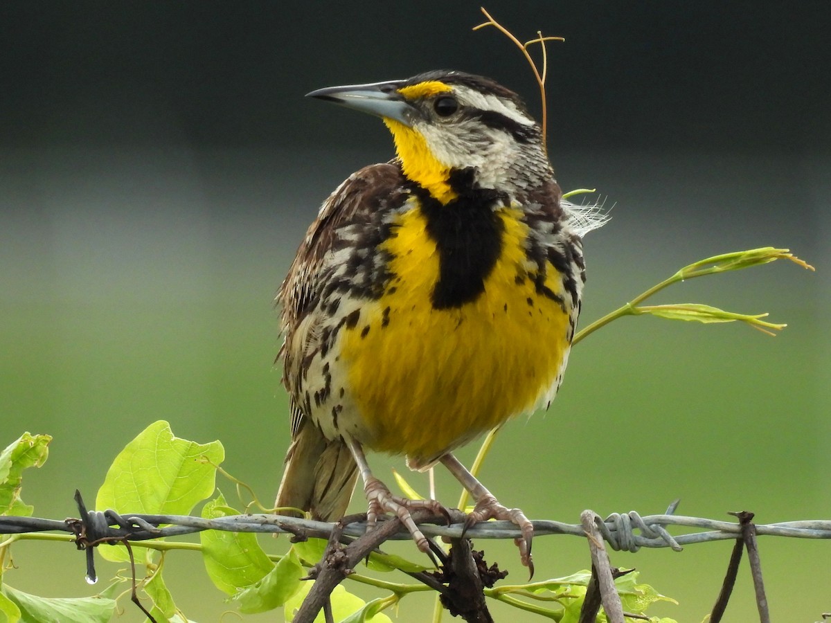 Eastern Meadowlark - ML638692038