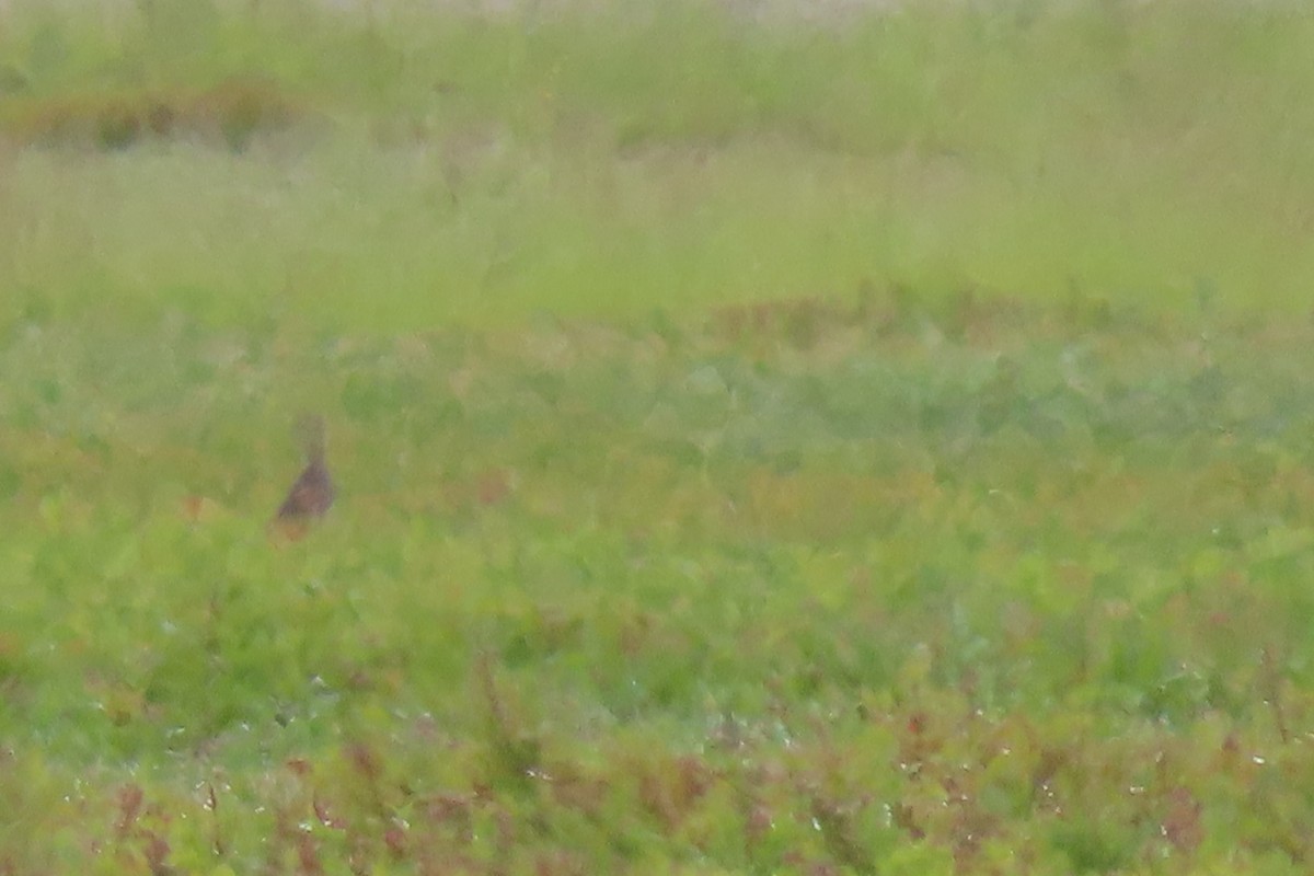 Upland Sandpiper - ML638692039