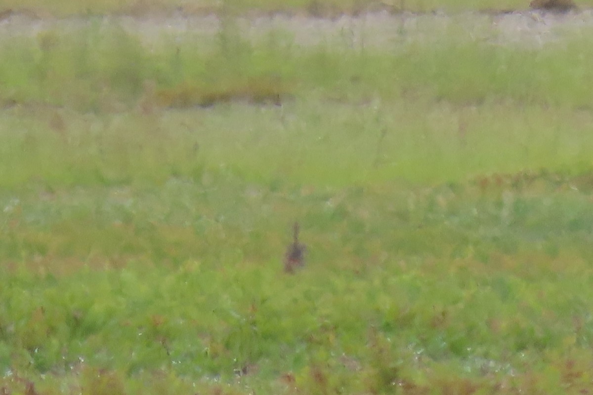 Upland Sandpiper - ML638692040