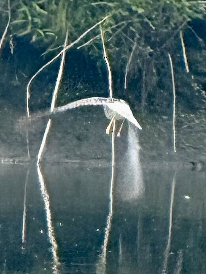 Greater Yellowlegs - ML638692079