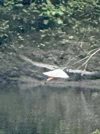 Greater Yellowlegs - ML638692080