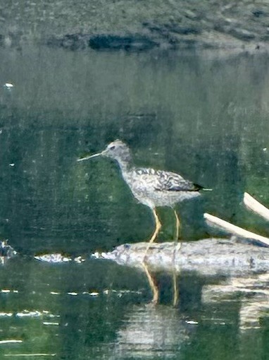 Greater Yellowlegs - ML638692081