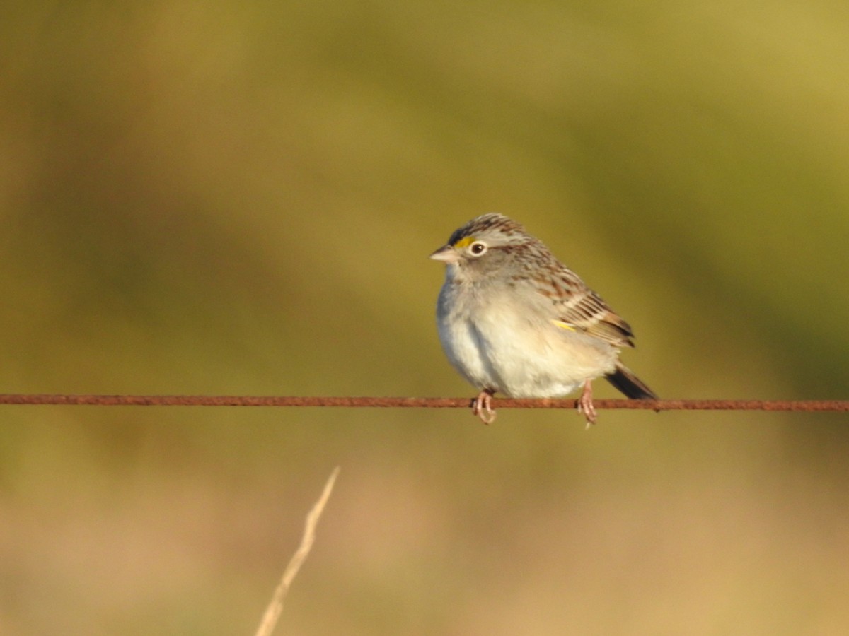 Grassland Sparrow - ML638692107