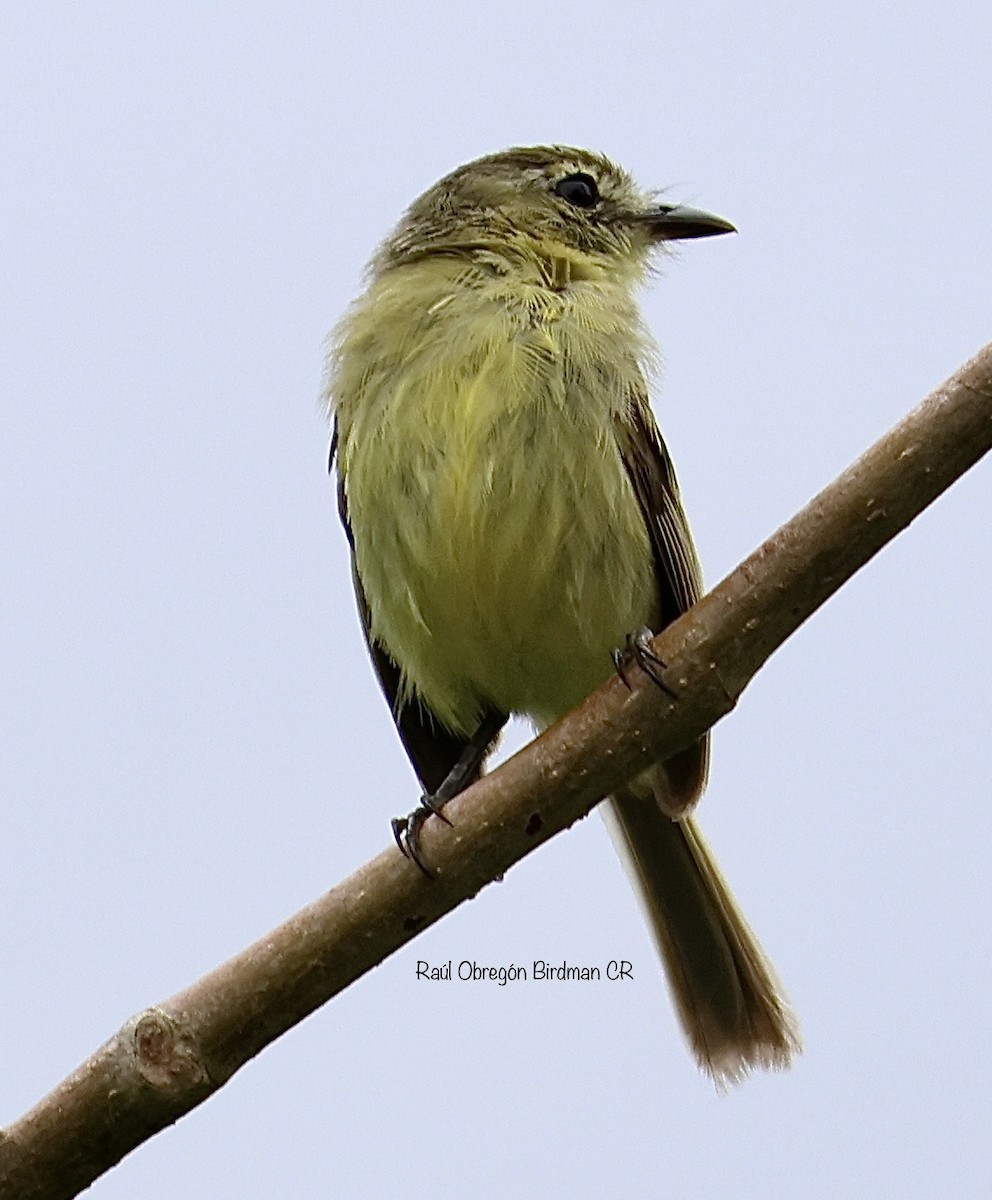 Yellow-bellied Tyrannulet - ML638692114