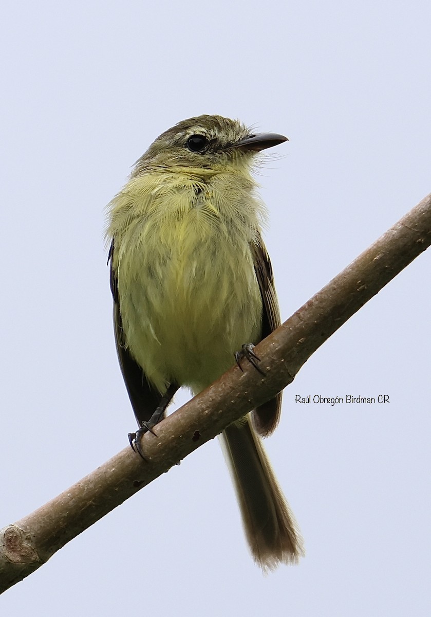 Yellow-bellied Tyrannulet - ML638692115