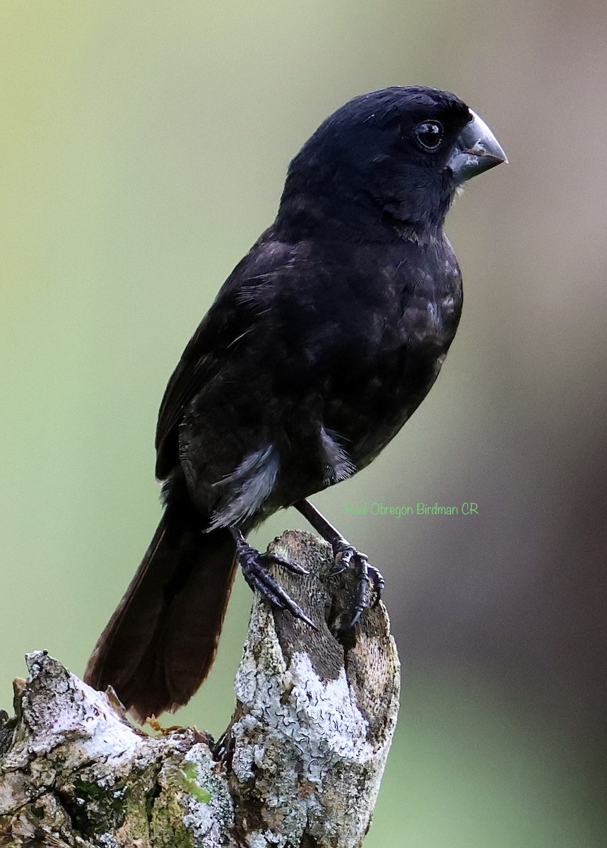 Thick-billed Seed-Finch - ML638692131