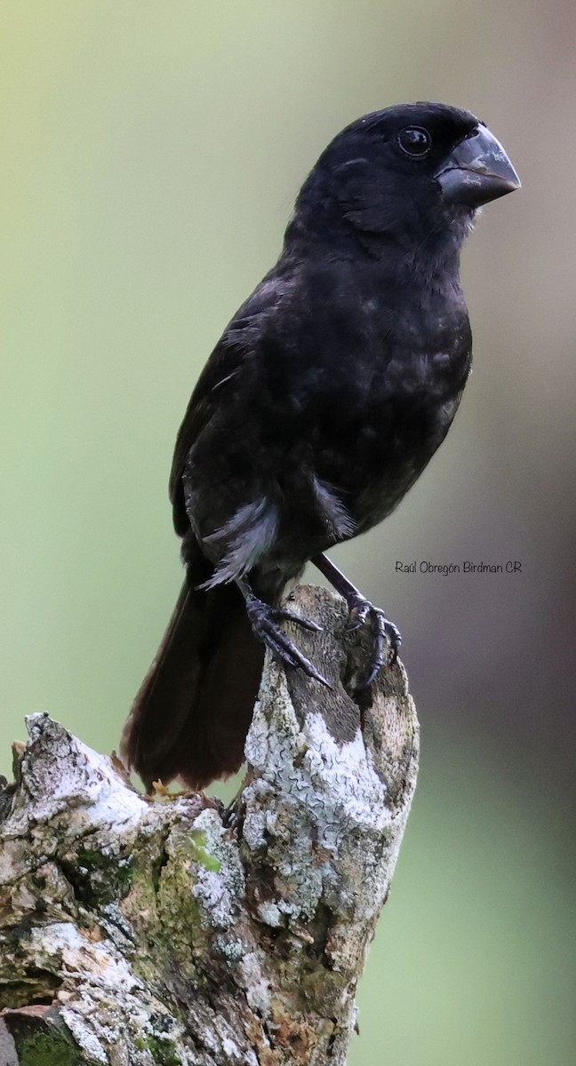 Thick-billed Seed-Finch - ML638692132