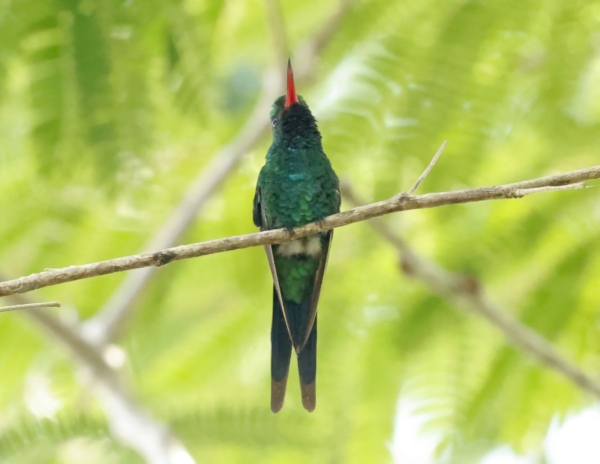 Cozumel Emerald - ML638692134