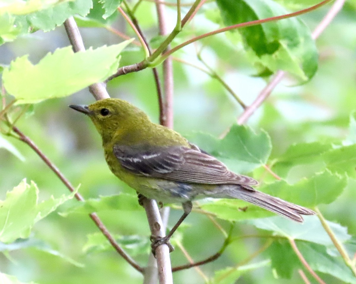 Pine Warbler - ML638692208