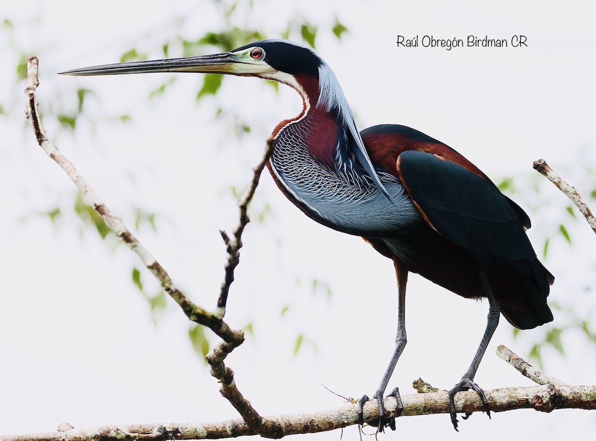 Agami Heron - ML638692252