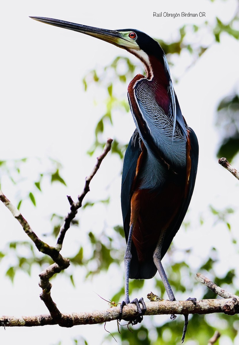Agami Heron - ML638692255