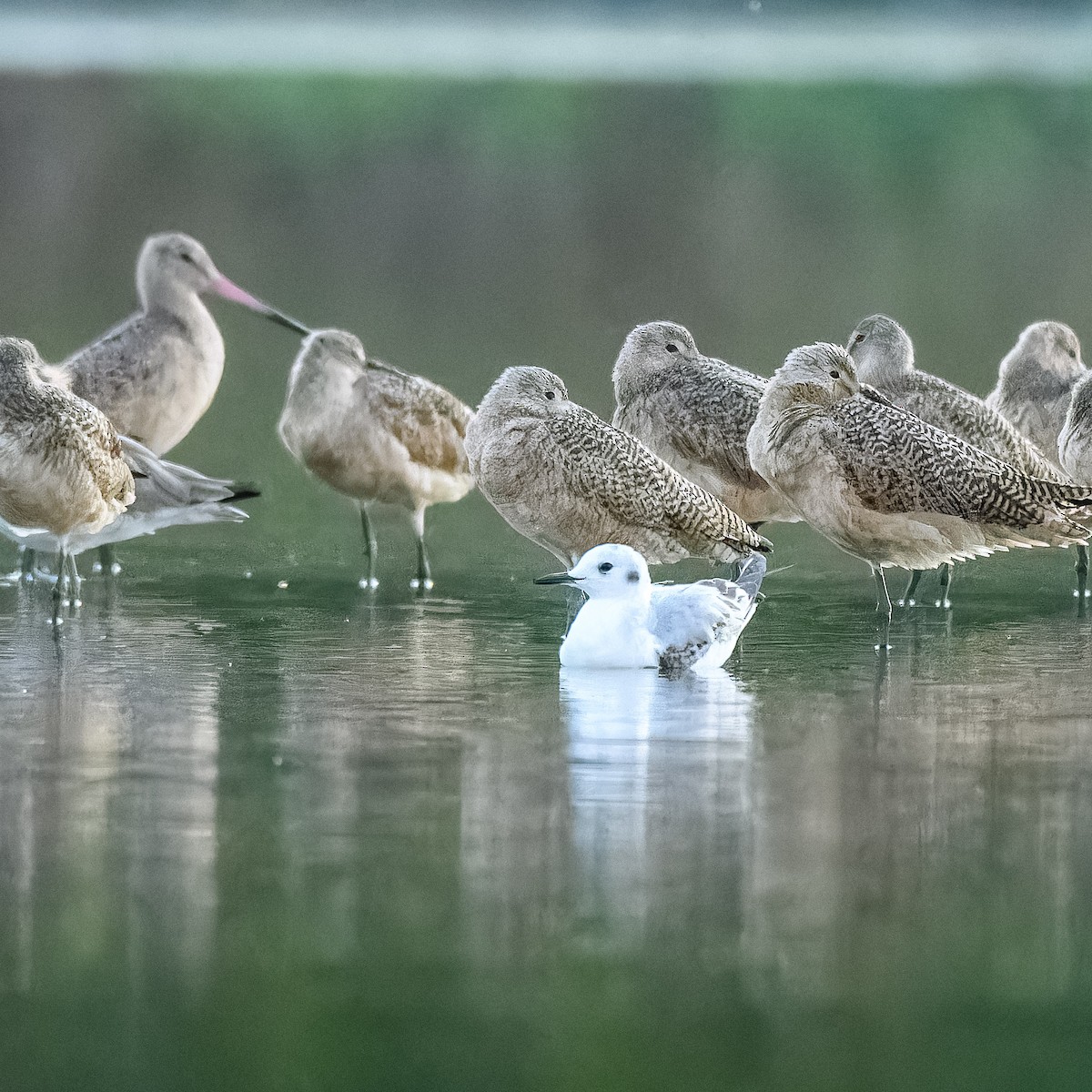 Bonaparte's Gull - ML638692346