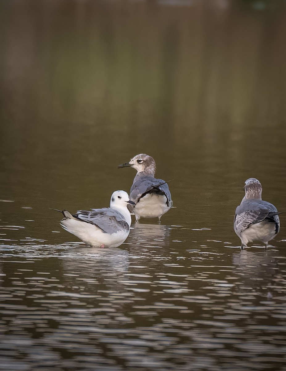 Bonaparte's Gull - ML638692347