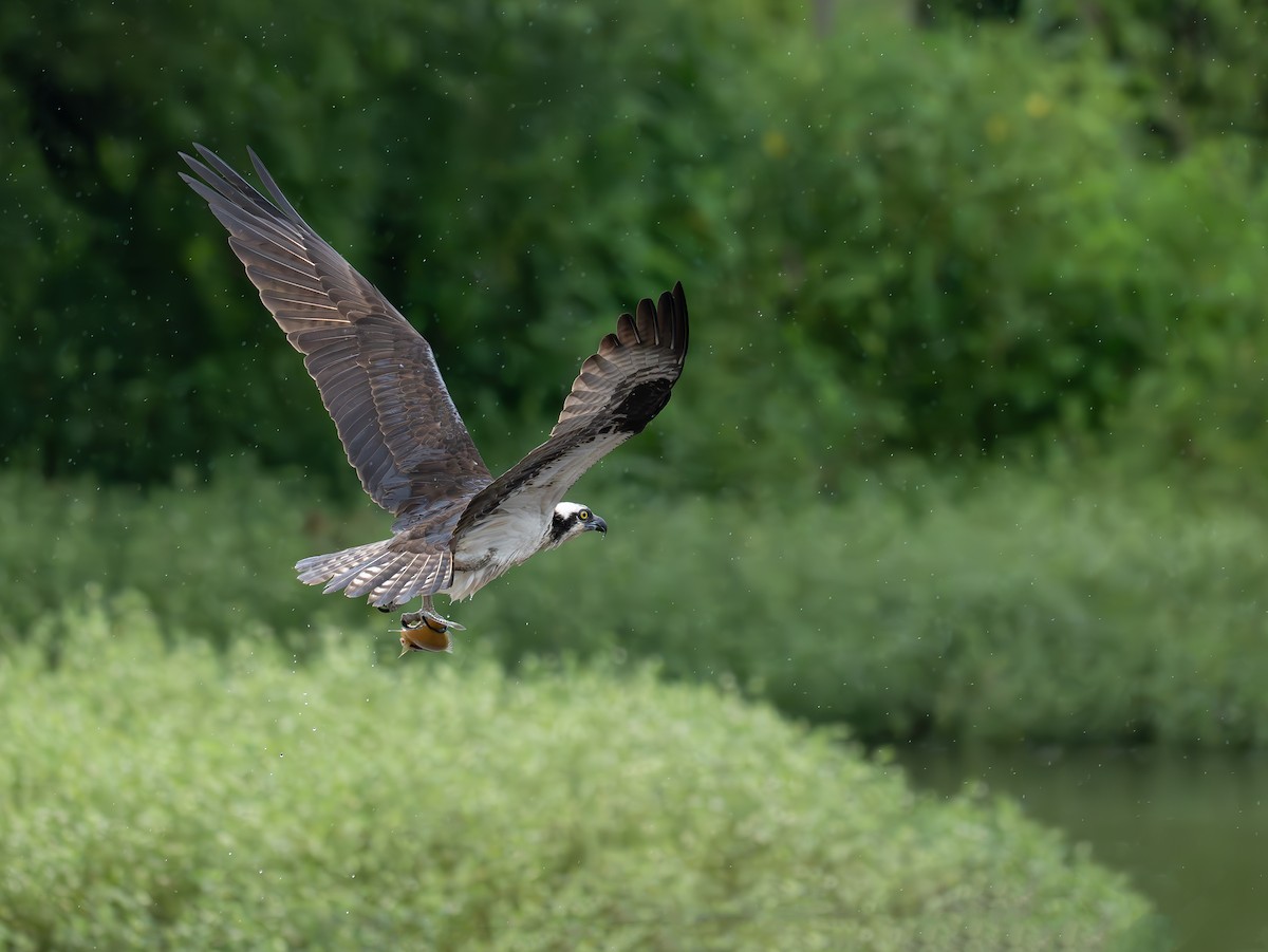 Osprey (American) - ML638692390