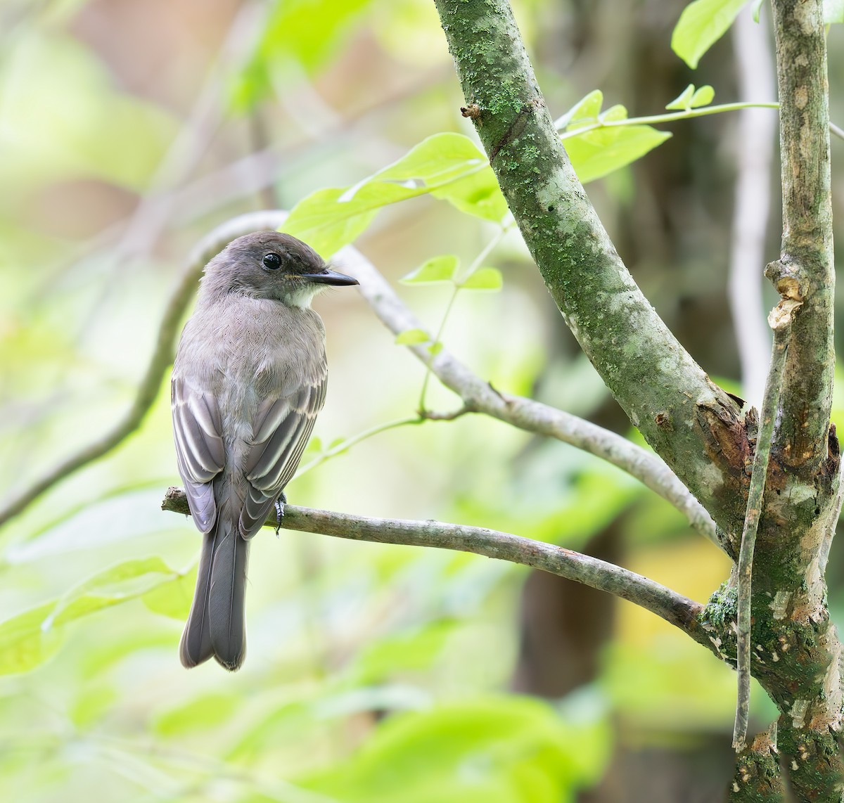 Eastern Phoebe - ML638692407