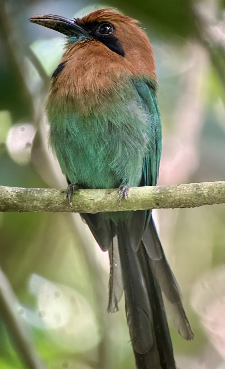 Broad-billed Motmot - ML638692453