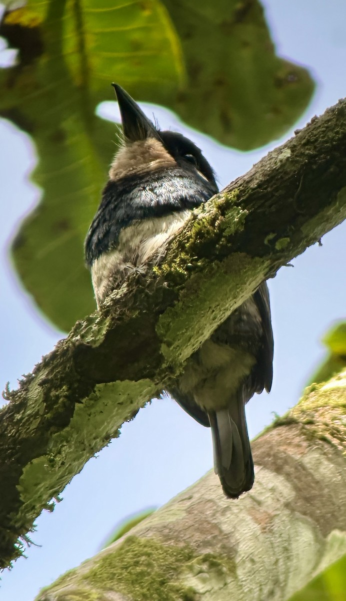 Black-breasted Puffbird - ML638692488