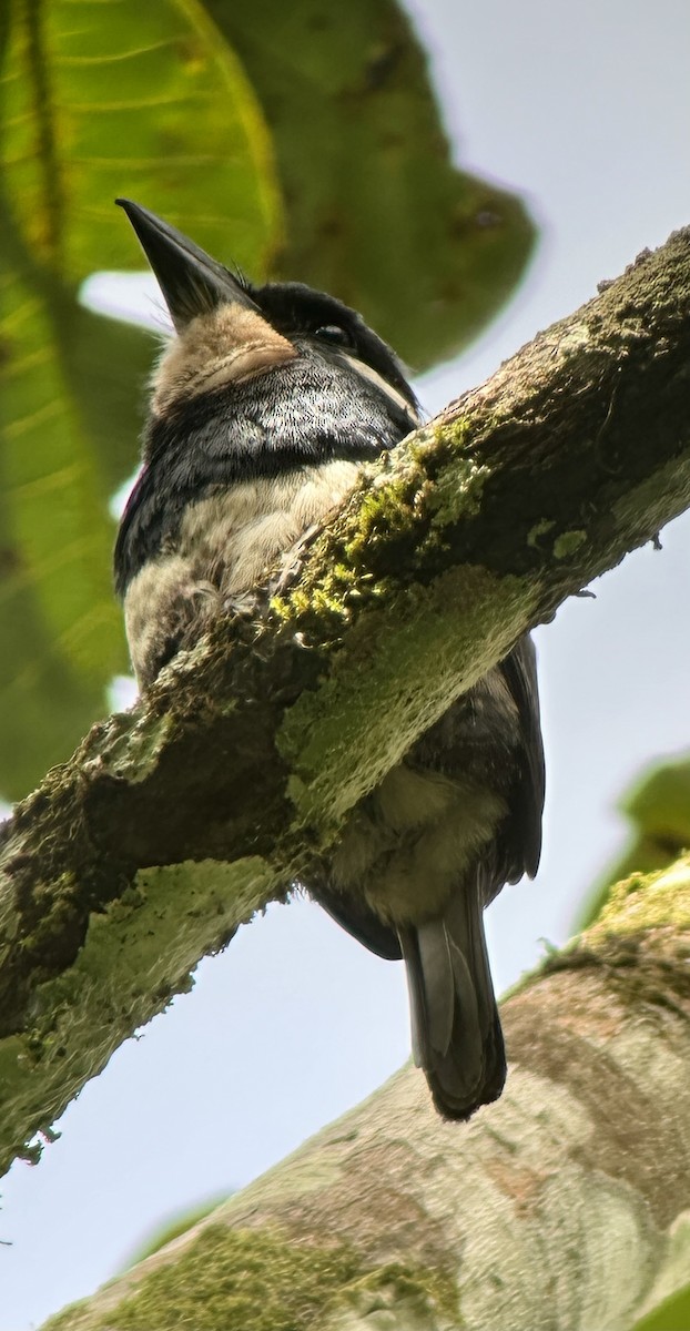 Black-breasted Puffbird - ML638692489