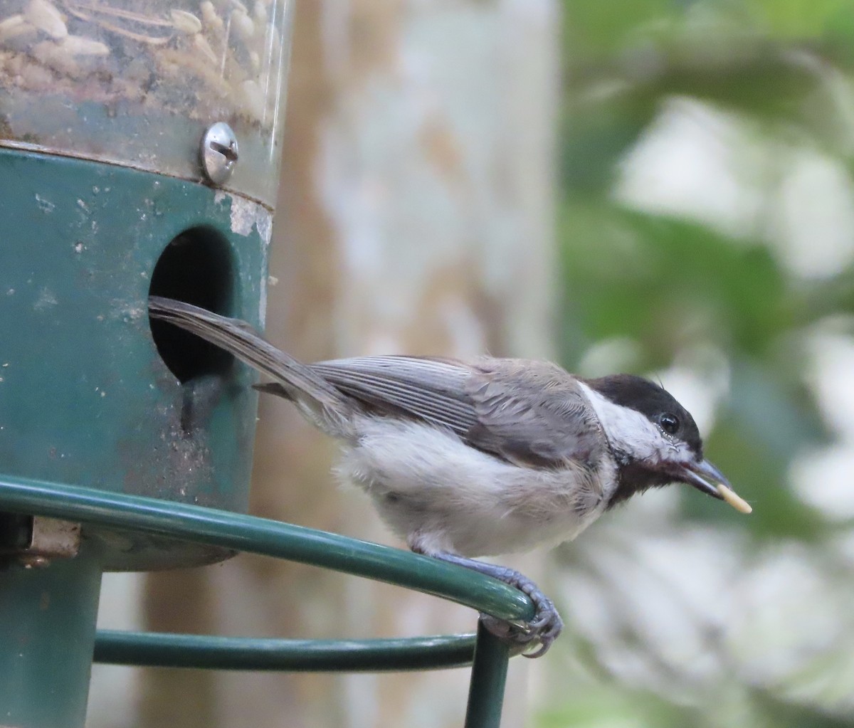 Carolina Chickadee - ML638692509