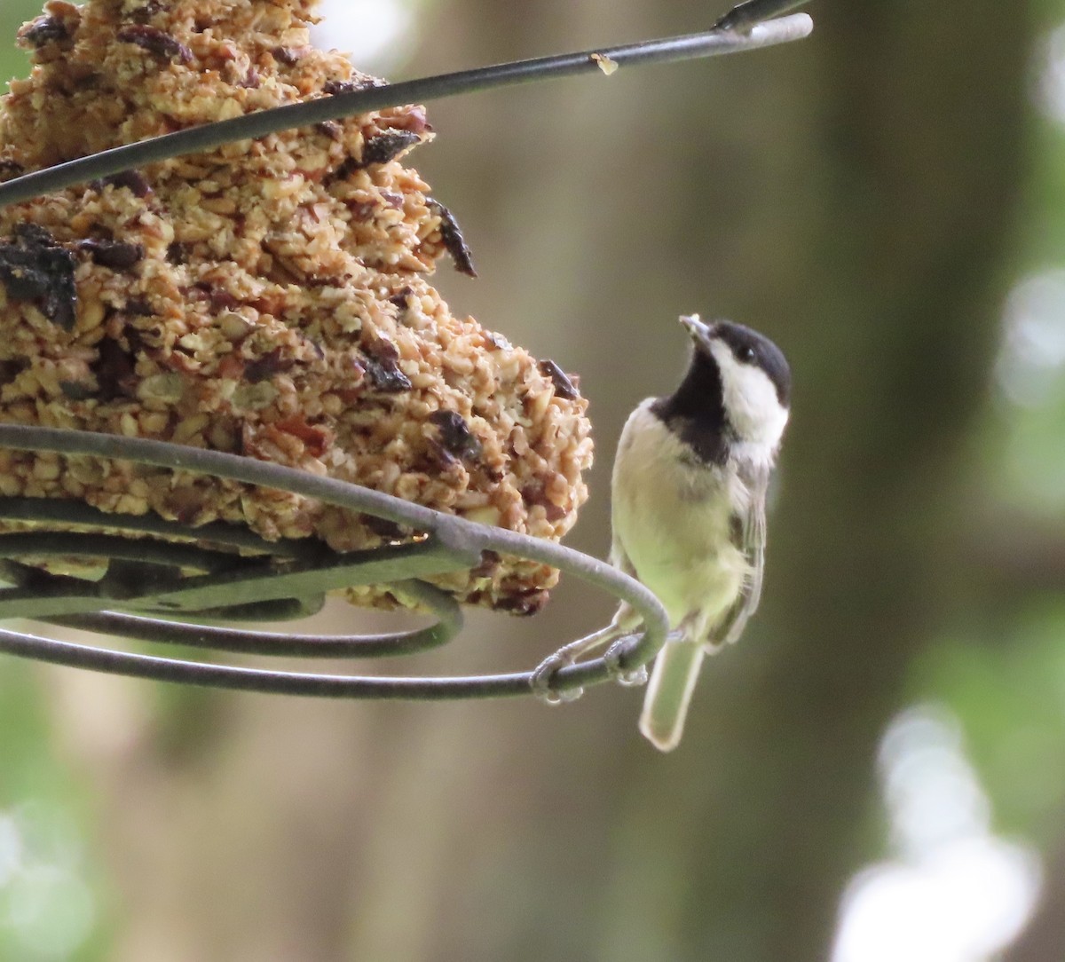Carolina Chickadee - ML638692510