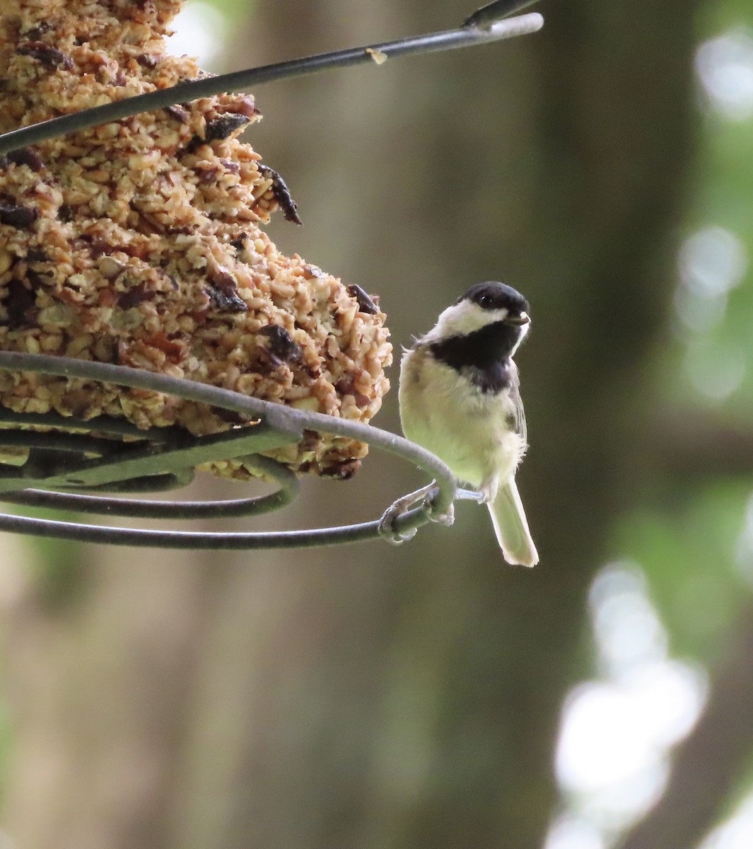 Carolina Chickadee - ML638692511
