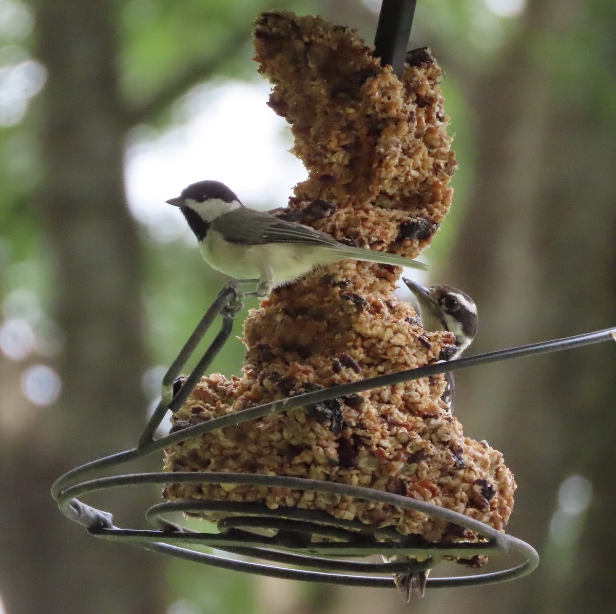 Carolina Chickadee - ML638692513