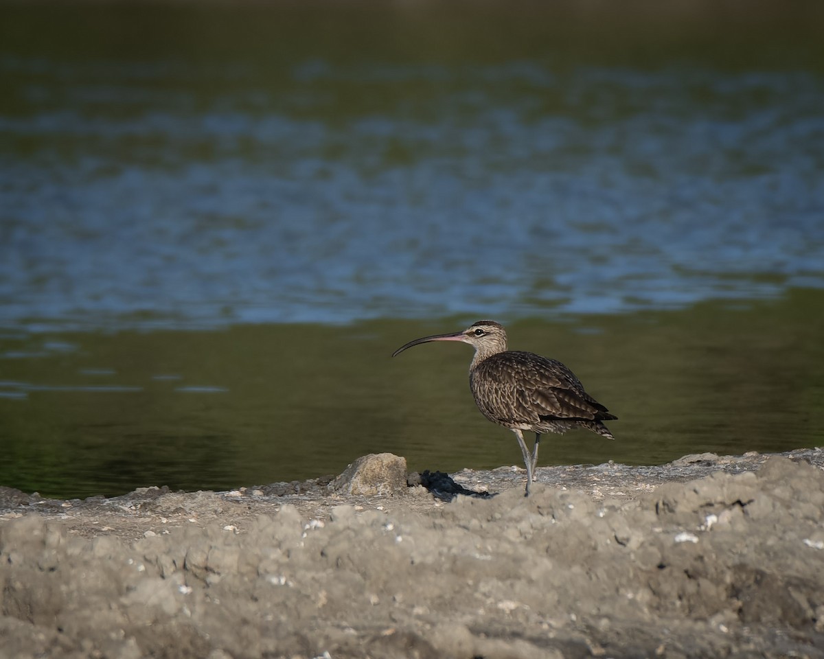 Hudsonian Whimbrel - ML638692526