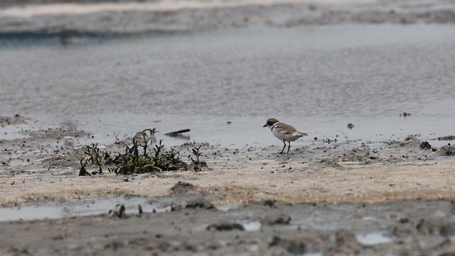 Semipalmated Plover - ML638692531