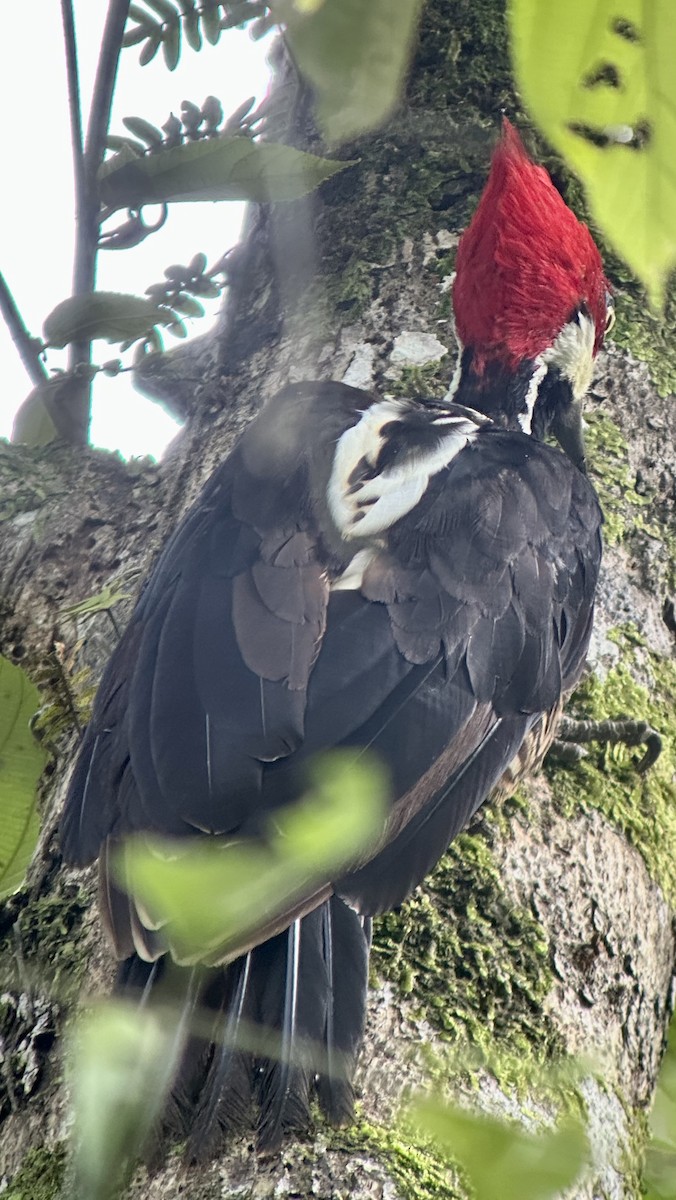 Crimson-crested Woodpecker - ML638692534