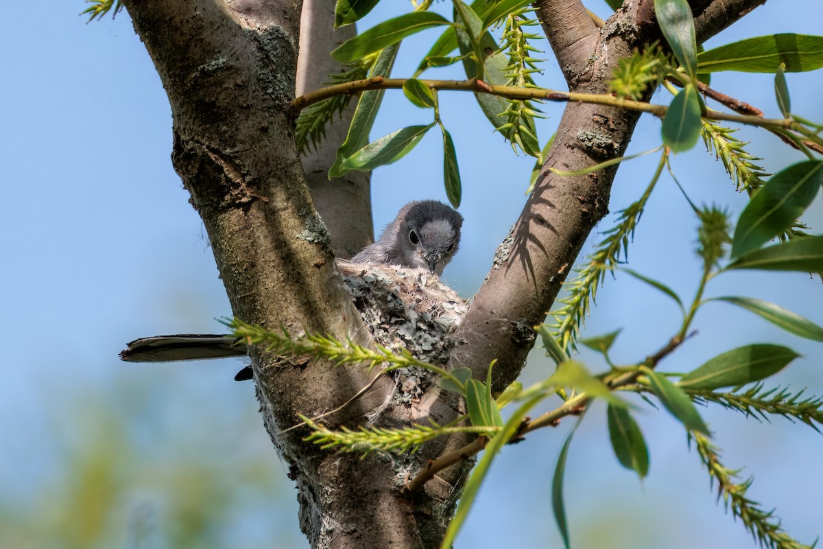 Blue-gray Gnatcatcher - ML638692550