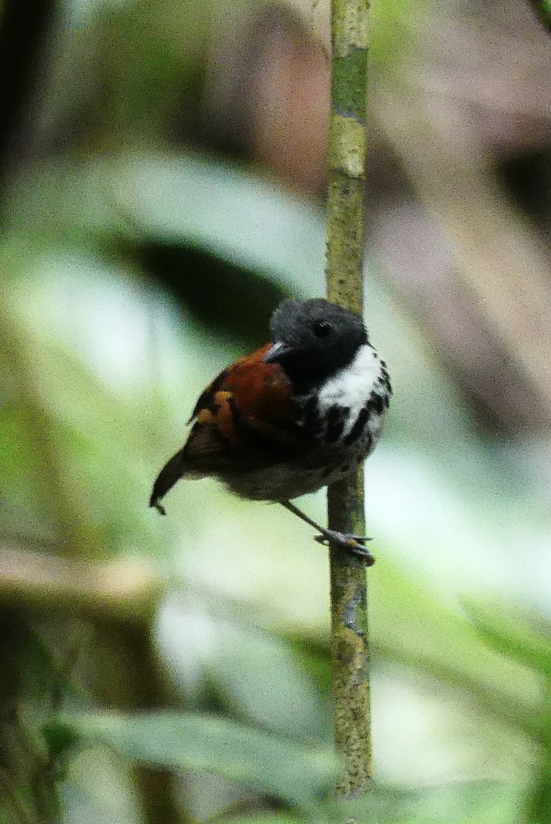 Spotted Antbird - ML638692554