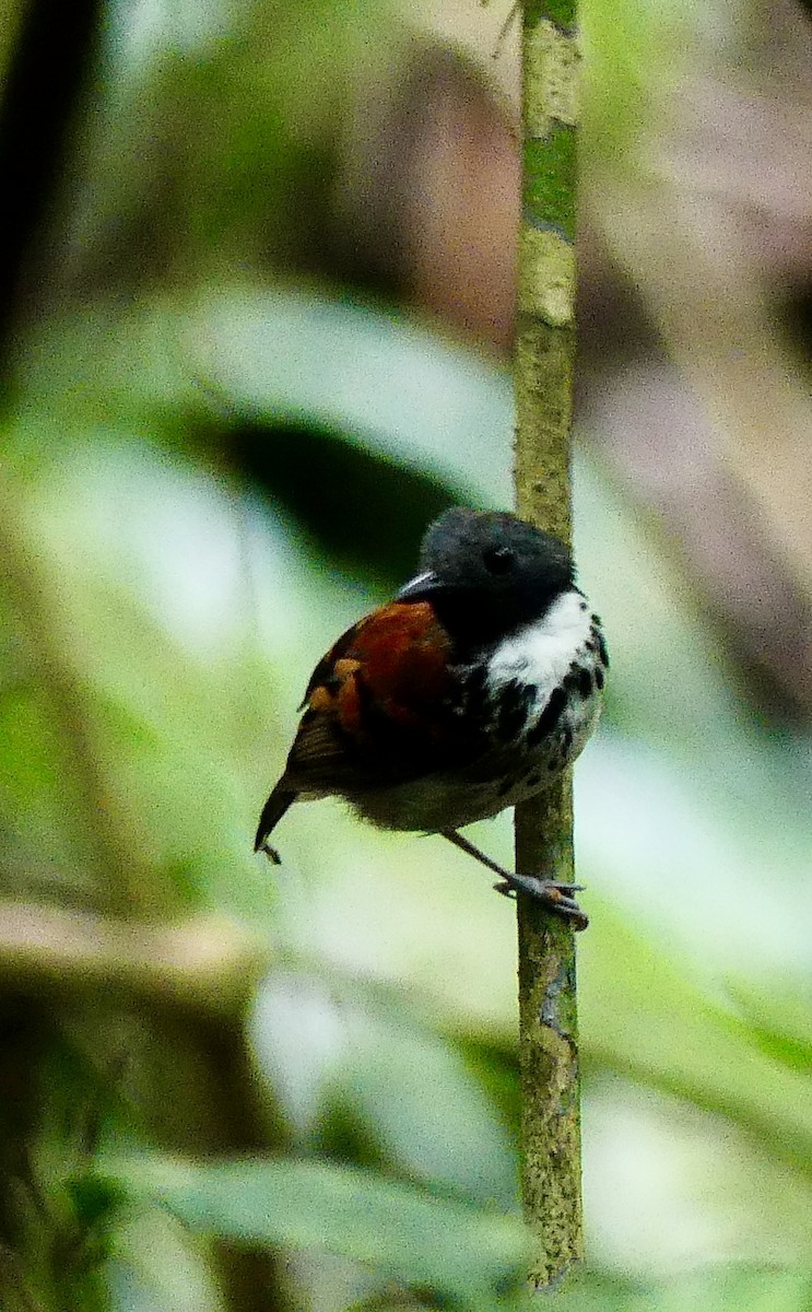 Spotted Antbird - ML638692555