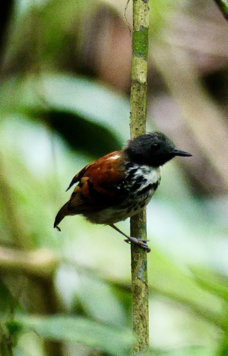 Spotted Antbird - ML638692556