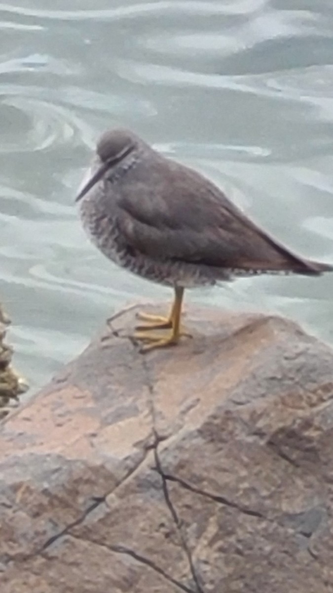 Wandering Tattler - ML638692640