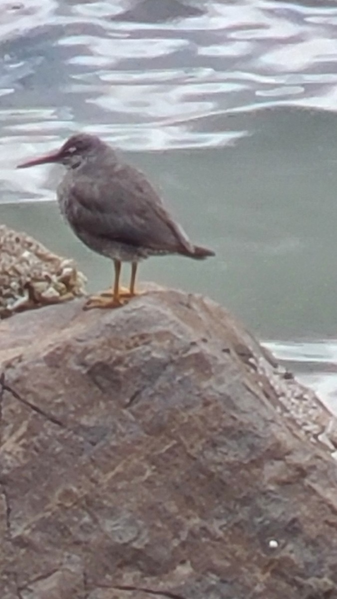Wandering Tattler - ML638692650