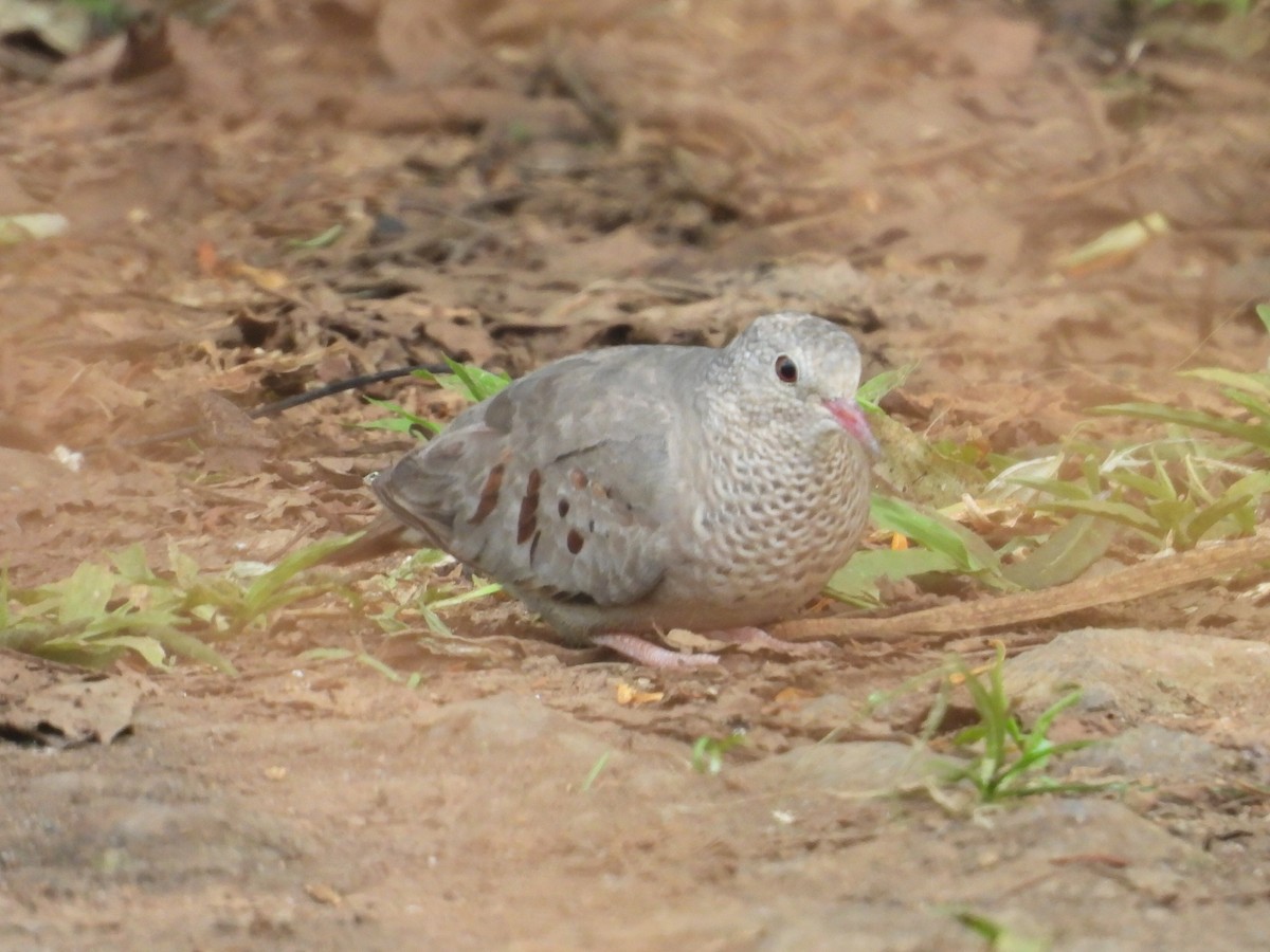 Common Ground Dove - ML638692657