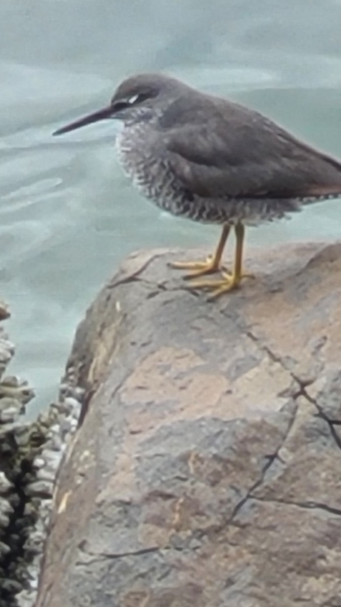 Wandering Tattler - ML638692672