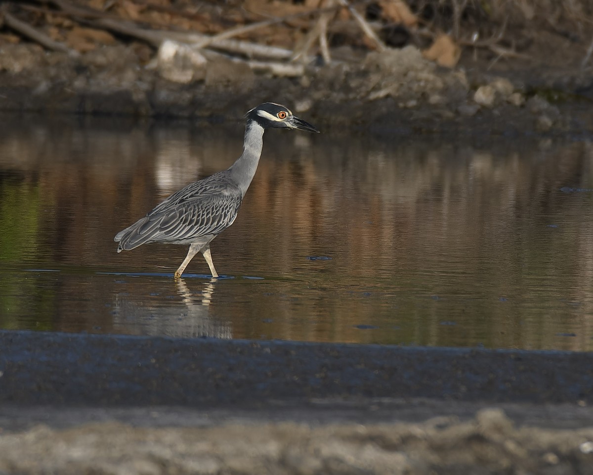 Yellow-crowned Night Heron - ML638692675