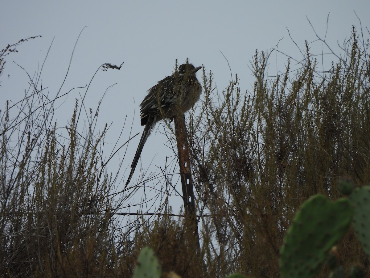 Greater Roadrunner - ML638692696