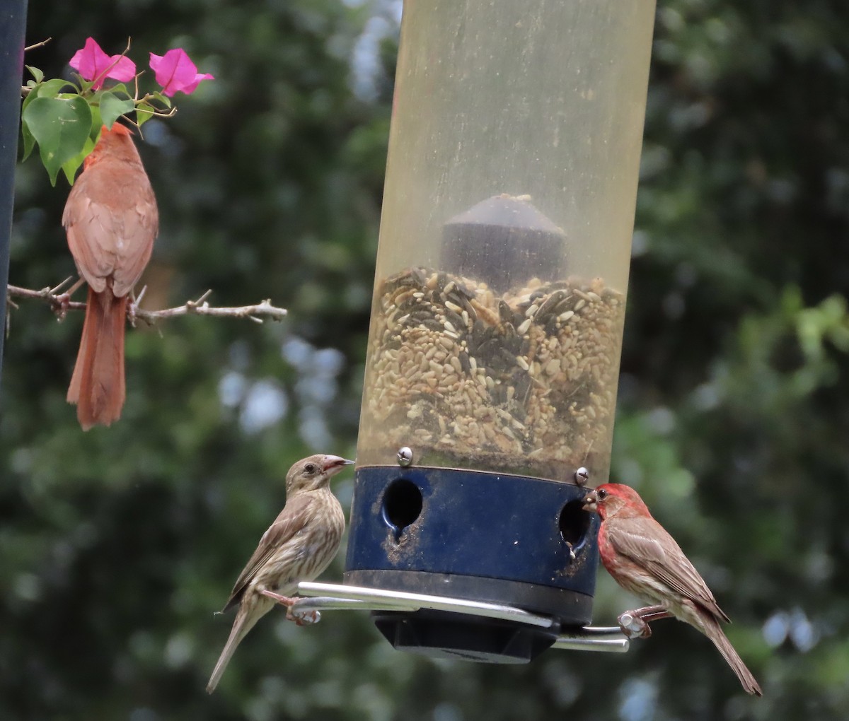 House Finch - ML638692699