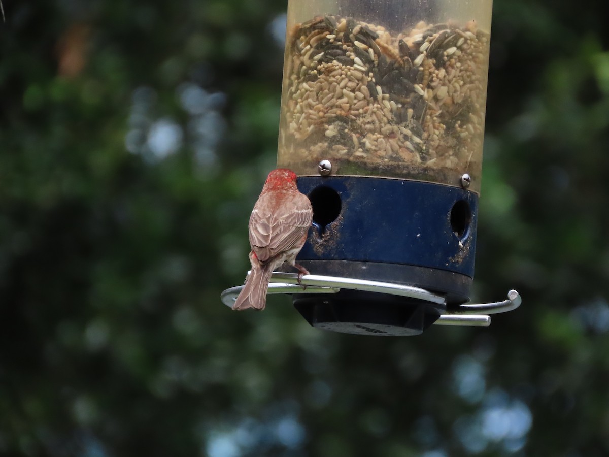 House Finch - ML638692703