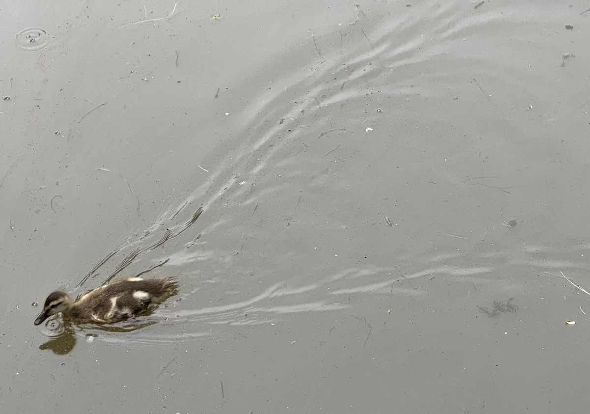 Gadwall - ML638692730