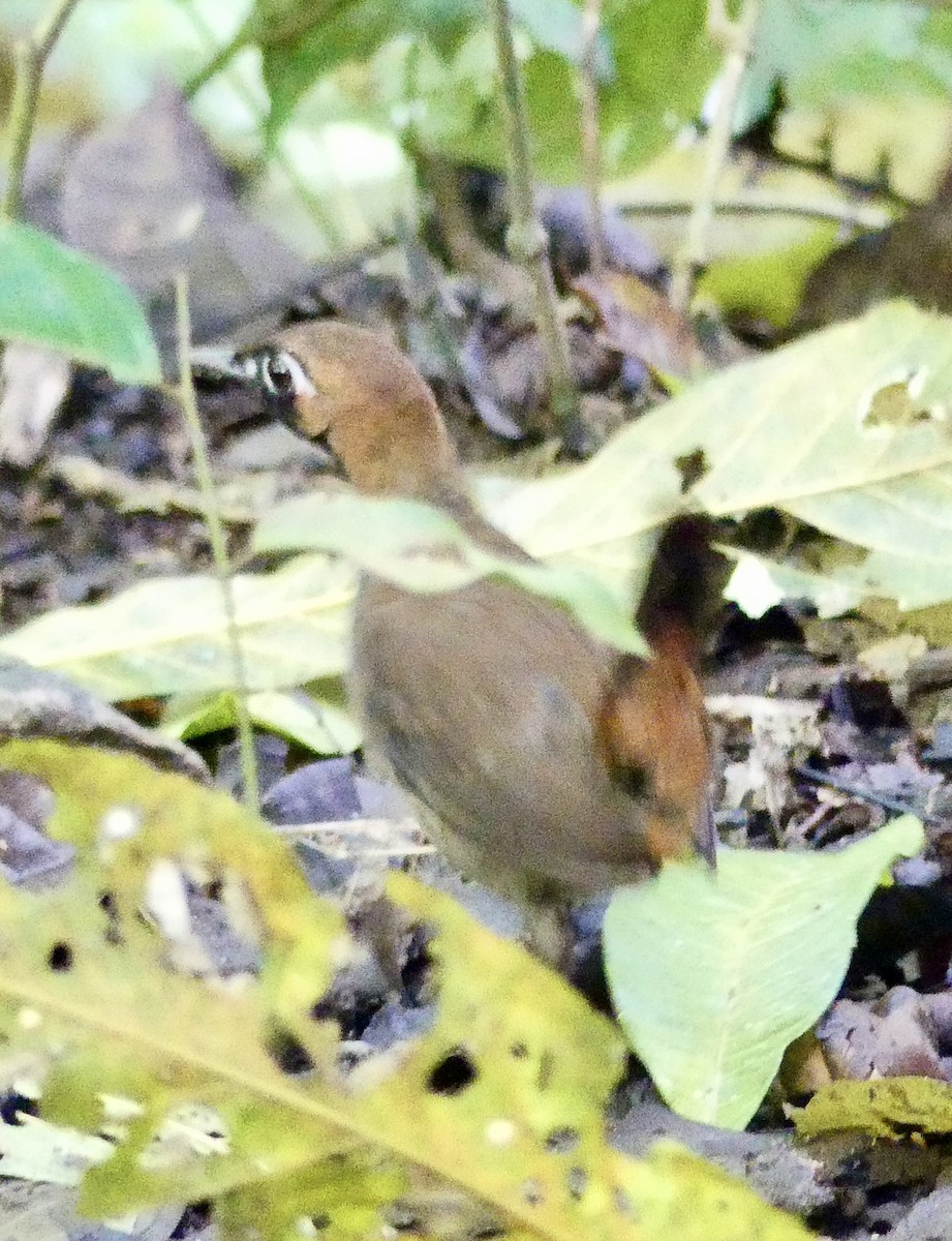 Black-faced Antthrush - ML638692735